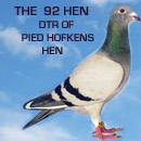 The 92 Hen - Daughter of Hollywood Pied Hofkens Hen