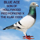Hollywood Blue Ace