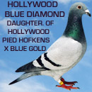 Hollywood Blue Diamond