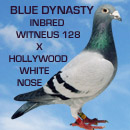 Hollywood Blue Dynasty