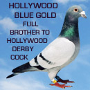 Hollywood Blue Gold