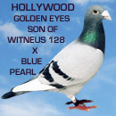 Hollywood Goldern Eyes