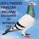 Hollywood Harlow Ireland