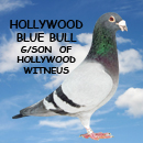 Hollywood Blue Bull