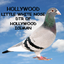 Hollywood Little White Nose