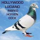 Hollywood Luciano