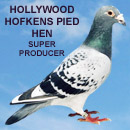 Hollywood Pied Hofkens Hen