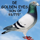 De Golden Eyes - Grondelaers Champions Lines