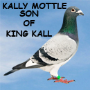 Kallymottle