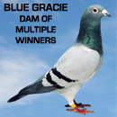Blue Gracie - Dam of Multiple Winners