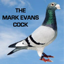 The Mark Evans Cock