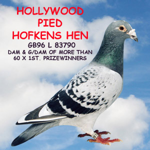 Hollywood Pied Hofkens Hen