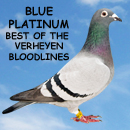 Blue Platinum