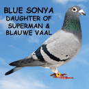 Blue Sonya