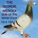 The Geordie Merckx Boy