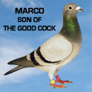 Marco - Son of The Good Cock