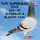 The Superman Cock